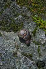 Snail my friend