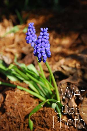 Blue Bells