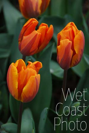 Spring Tulips