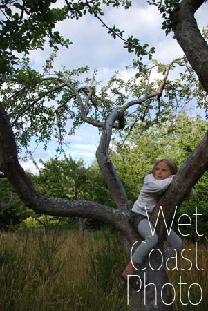 The Beauty and the Tree